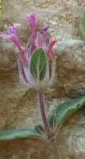 Nepeta daenensis